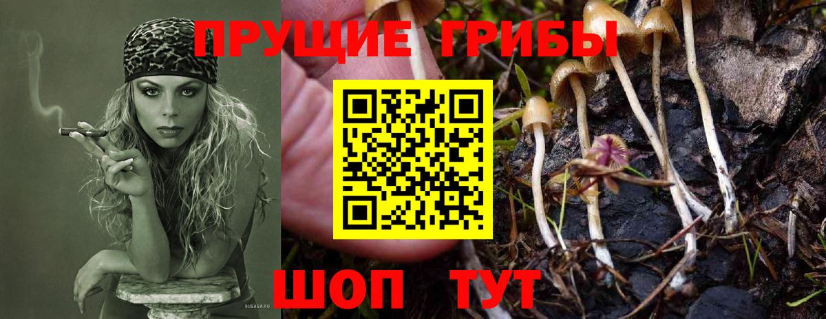Кольчугино  Псилоцибиновые грибы прущие грибы  что такое наркотик  Вход с VPN 